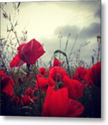 Poppies Field And Clouds Metal Print
