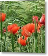 Poppies Metal Print