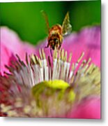 Poppy And A Bee 006 Metal Print
