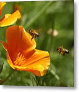 Poppy And Bees Metal Print