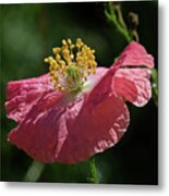 Poppy Close-up Metal Print