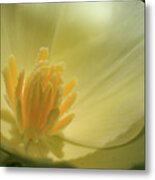 Poppy Closeup Metal Print