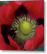 Poppy Love Metal Print