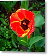 Poppy Metal Print