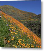 Poppy Superbloom On Hillside Metal Print