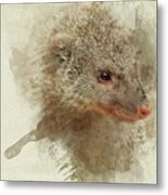 Portrait Of A Banded Mongoose Metal Print