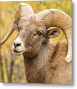 Portrait Of A Bighorn Sheep Ram In Fall Colors Metal Print