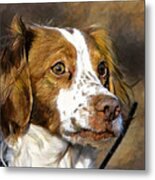 Portrait Of A Brittany - D009983-a Metal Print