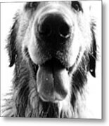 Portrait Of A Happy Dog Metal Print