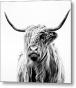 Portrait Of A Highland Cow Metal Print