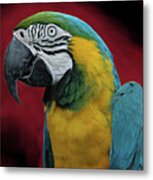 Portrait Of A Parrot Metal Print