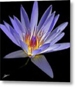 Portrait Of A Water Lily No. 1 Metal Print