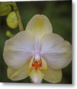 Portrait Of An Orchid Metal Print