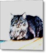 Portrait Of Maine Coon, Mattie Metal Print