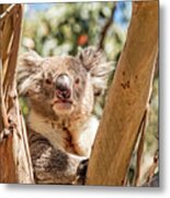 Posing Koala Metal Print