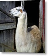 Posing Llama Metal Print