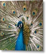 Posing Peacock Metal Print