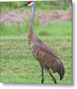 Posing Sandhill Metal Print