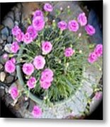 Pot Of Pink Metal Print