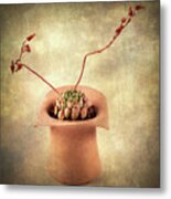 Potted Succulent Metal Print