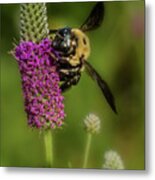 Prairie Clover And The Bee Metal Print