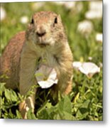 Prairie Dog Metal Print