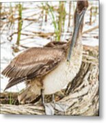 Preening Pelican Metal Print