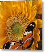 Pretty Butterfly On Sunflowers Metal Print