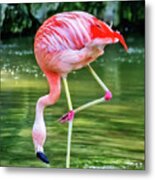 Pretty Pink Flamingo Metal Print