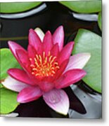 Pretty Red Water Lily Flowering In A Water Garden Metal Print