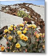 Prickly Pear Bloom Metal Print