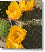 Prickly Pear Cactus Flowers Metal Print