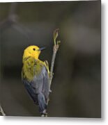 Prothonotary Warbler 6 Metal Print