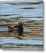 Puffin Reflected Metal Print