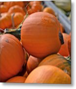 Pumpkin Harvest Metal Print