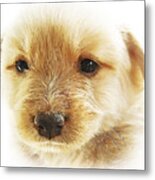 Puppy Art Metal Print