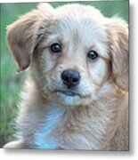 Puppy Love Metal Print