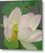 Purity Of The Pink Lotus Metal Print