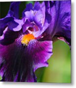 Purple And Orange Iris 4 Metal Print