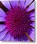 Purple And Pink Daisy Metal Print