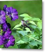 Purple Attraction Metal Print