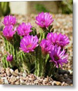 Purple Cactus Blooms Metal Print