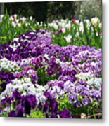 Purple Carpet Metal Print