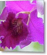 Purple Cattleya Orchid Macro Metal Print