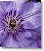 Purple Clematis Blossom Metal Print
