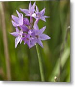 Purple Flower Metal Print