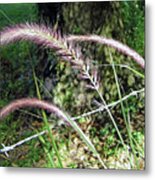 Purple Fountain Grass Metal Print