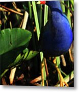 Purple Gallinule Metal Print