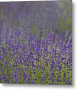 Purple Haze Metal Print