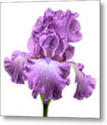 Purple Iris After The Rain Metal Print